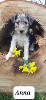 Anna, a female Wire Fox Terrier for sale in Bloomfield, IA – Photo 3 of 4