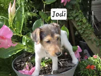 Jodi, a female Wire Fox Terrier for sale in Bloomfield, IA – 2 of 10