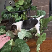 processed/860a8c25-33db-42c7-a51e-5b54a95f3d3b/listing/1924565b-0737-4066-870e-7e4cce6c2e56/16f82e20-9a37-480a-af4f-9cbf35d69eff