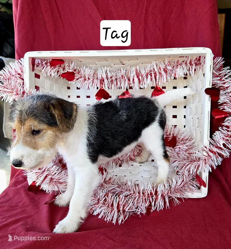 Tag