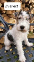 Everett, a male Wire Fox Terrier for sale in Bloomfield, IA – Photo 2 of 4