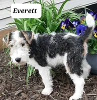 Everett, a male Wire Fox Terrier for sale in Bloomfield, IA – Photo 4 of 4