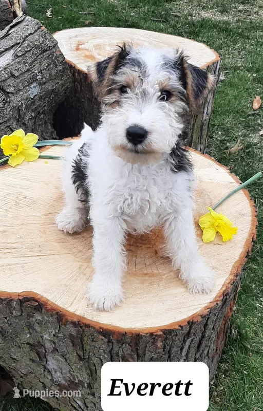 Everett, a male Wire Fox Terrier for sale in Bloomfield, IA – Photo 1 of 4