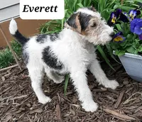 Everett, a male Wire Fox Terrier for sale in Bloomfield, IA – Photo 3 of 4