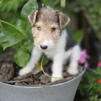 June, a female Wire Fox Terrier for sale in Bloomfield, IA – 3 of 10