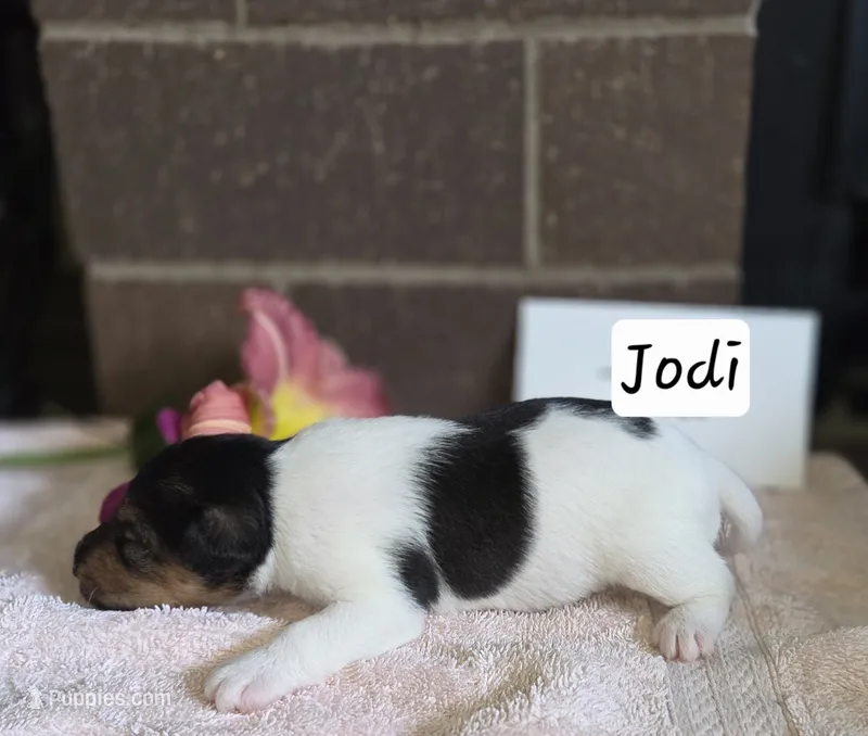 Jodi – Wire Fox Terrier puppy for sale in Bloomfield, IA