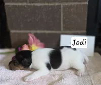 Jodi, a female Wire Fox Terrier for sale in Bloomfield, IA – 1 of 6