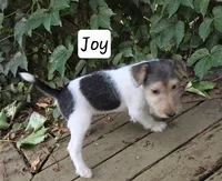 Joy, a female Wire Fox Terrier for sale in Bloomfield, IA – 5 of 10
