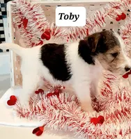 Toby, a male Wire Fox Terrier for sale in Bloomfield, IA – Photo 2 of 10