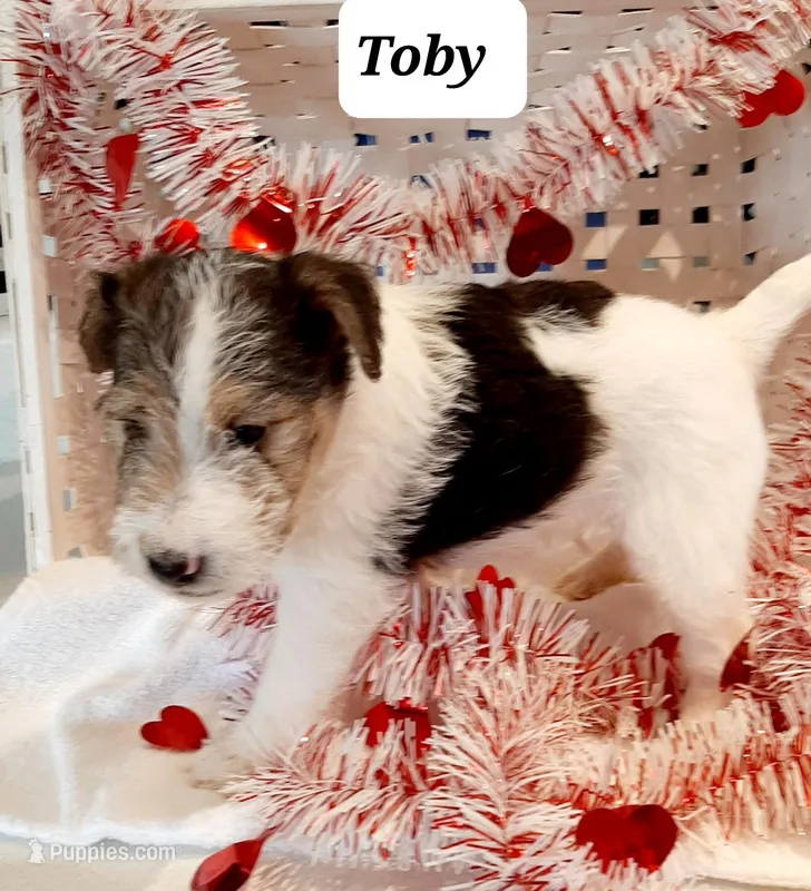 Toby