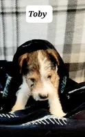 Toby, a male Wire Fox Terrier for sale in Bloomfield, IA – Photo 6 of 10