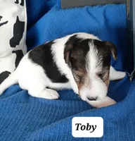 Toby, a male Wire Fox Terrier for sale in Bloomfield, IA – Photo 8 of 10