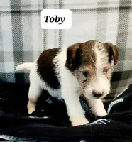 Toby, a male Wire Fox Terrier for sale in Bloomfield, IA – Photo 3 of 10