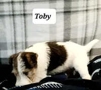 Toby, a male Wire Fox Terrier for sale in Bloomfield, IA – Photo 5 of 10