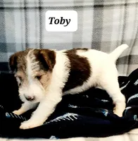 Toby, a male Wire Fox Terrier for sale in Bloomfield, IA – Photo 4 of 10