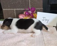 Joy, a female Wire Fox Terrier for sale in Bloomfield, IA – 6 of 6