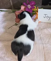 Joy, a female Wire Fox Terrier for sale in Bloomfield, IA – 2 of 6