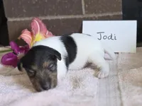 Jodi, a female Wire Fox Terrier for sale in Bloomfield, IA – 6 of 6