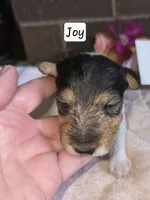 Joy, a female Wire Fox Terrier for sale in Bloomfield, IA – 5 of 6