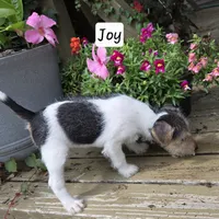 Joy, a female Wire Fox Terrier for sale in Bloomfield, IA – 9 of 10