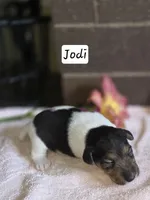 Jodi, a female Wire Fox Terrier for sale in Bloomfield, IA – 2 of 6