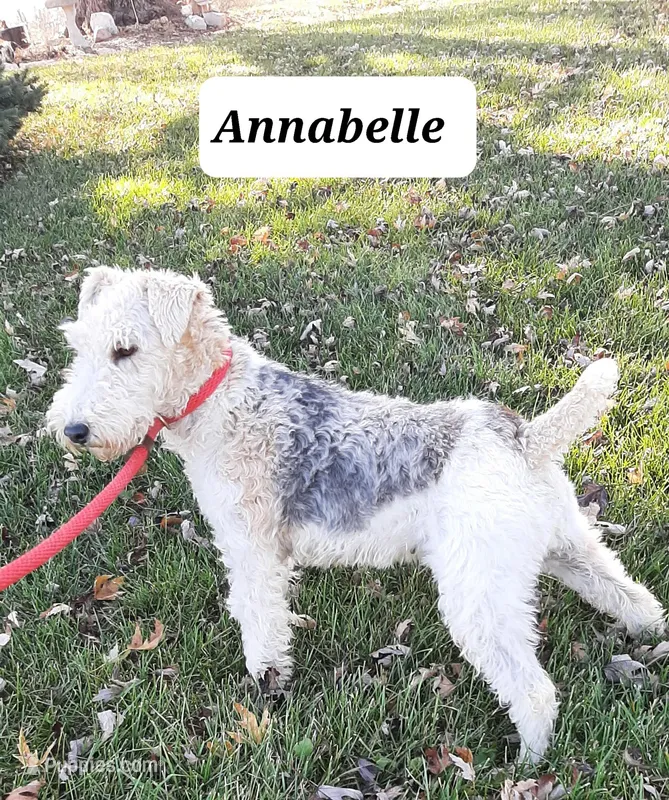 Annabelle, a female Wire Fox Terrier for sale in Bloomfield, IA – Photo 1 of 5