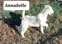 Annabelle, a female Wire Fox Terrier for sale in Bloomfield, IA – Photo 4 of 5