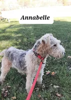 Annabelle, a female Wire Fox Terrier for sale in Bloomfield, IA – Photo 3 of 5