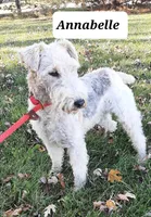 Annabelle, a female Wire Fox Terrier for sale in Bloomfield, IA – Photo 2 of 5