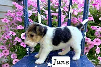June, a female Wire Fox Terrier for sale in Bloomfield, IA – 2 of 6