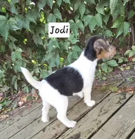 Jodi, a female Wire Fox Terrier for sale in Bloomfield, IA – 4 of 10