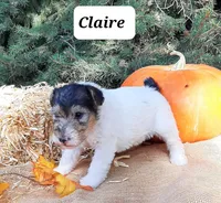 Claire, a female Wire Fox Terrier for sale in Bloomfield, IA – Photo 4 of 8