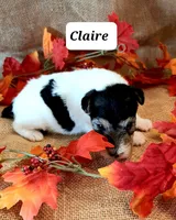 Claire, a female Wire Fox Terrier for sale in Bloomfield, IA – Photo 8 of 8