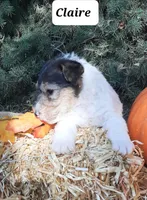 Claire, a female Wire Fox Terrier for sale in Bloomfield, IA – Photo 2 of 8