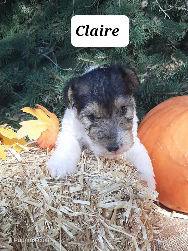 Claire, a female Wire Fox Terrier for sale in Bloomfield, IA – Photo 1 of 8
