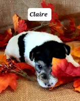 Claire, a female Wire Fox Terrier for sale in Bloomfield, IA – Photo 5 of 8