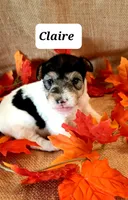 Claire, a female Wire Fox Terrier for sale in Bloomfield, IA – Photo 6 of 8