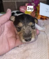 Joy, a female Wire Fox Terrier for sale in Bloomfield, IA – 3 of 6