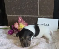 Jodi, a female Wire Fox Terrier for sale in Bloomfield, IA – 5 of 6