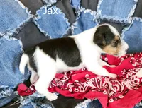 Jax, a male Wire Fox Terrier for sale in Bloomfield, IA – Photo 4 of 9