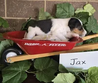 Jax, a male Wire Fox Terrier for sale in Bloomfield, IA – Photo 8 of 9