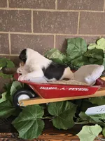 Jax, a male Wire Fox Terrier for sale in Bloomfield, IA – Photo 7 of 9