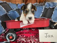 Jax, a male Wire Fox Terrier for sale in Bloomfield, IA – Photo 3 of 9