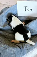 Jax, a male Wire Fox Terrier for sale in Bloomfield, IA – Photo 9 of 9