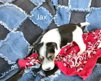 Jax, a male Wire Fox Terrier for sale in Bloomfield, IA – Photo 2 of 9
