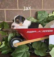 Jax, a male Wire Fox Terrier for sale in Bloomfield, IA – Photo 6 of 9