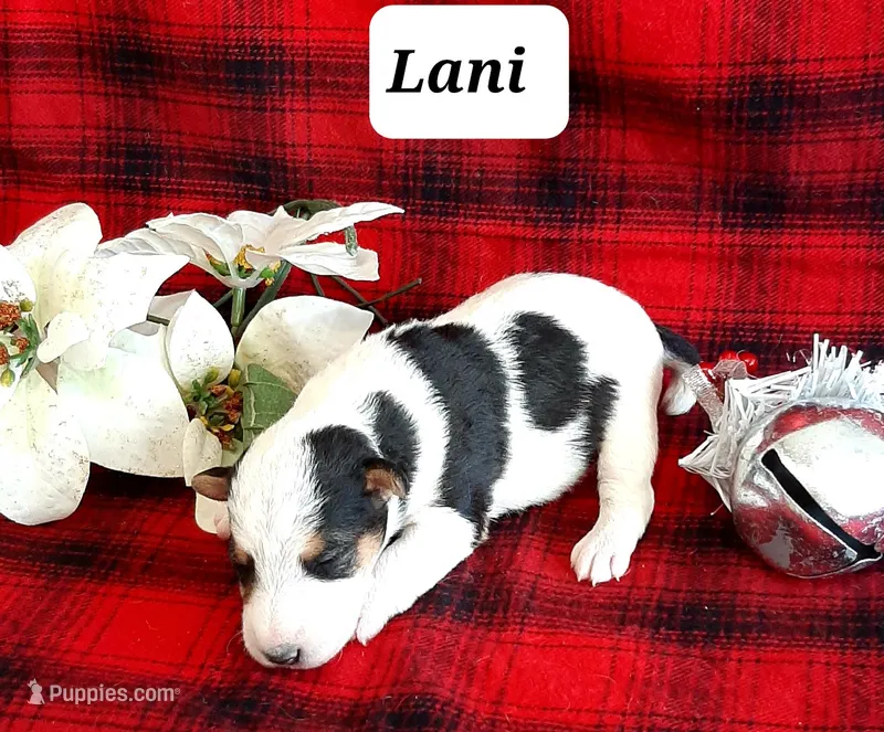 Lani, a female Wire Fox Terrier for sale in Bloomfield, IA – Photo 1 of 8