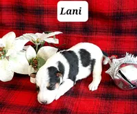 Lani, a female Wire Fox Terrier for sale in Bloomfield, IA – Photo 1 of 8