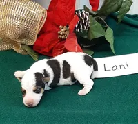 Lani, a female Wire Fox Terrier for sale in Bloomfield, IA – Photo 4 of 8