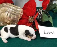 Lani, a female Wire Fox Terrier for sale in Bloomfield, IA – Photo 5 of 8